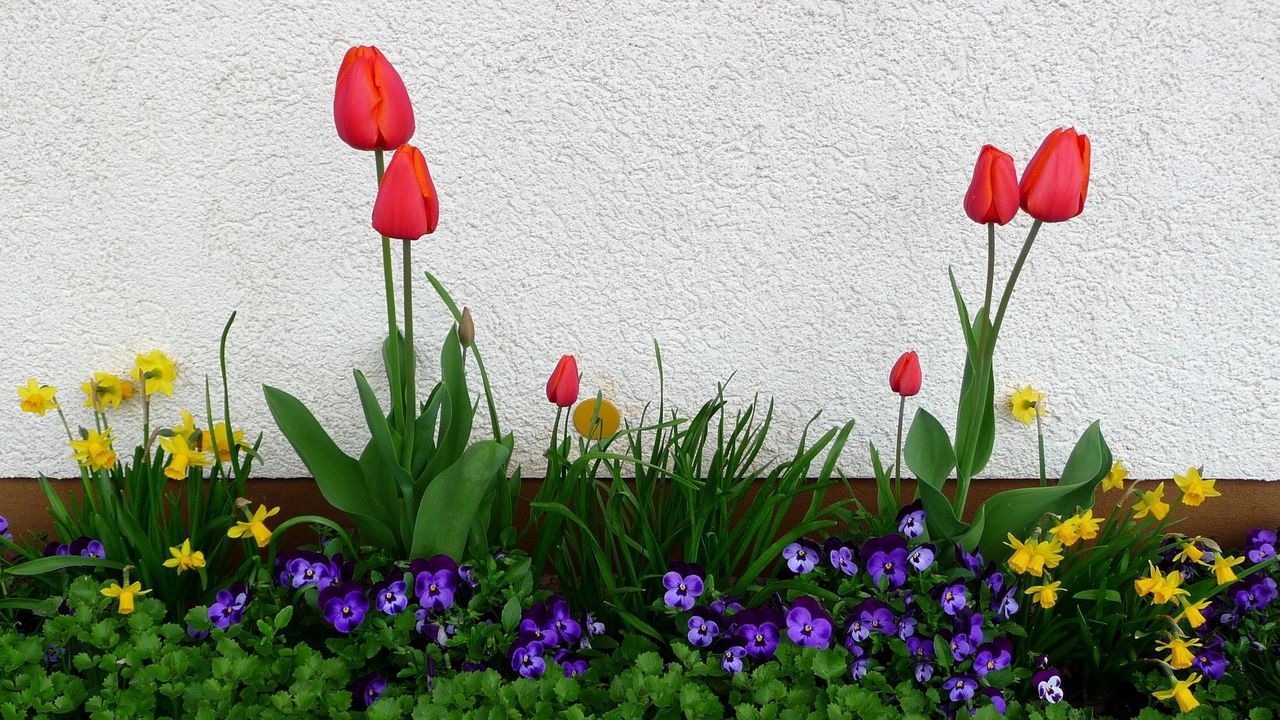 Обои тюльпаны, анютины глазки, нарциссы, цветы, клумба, зелень, весна, стена