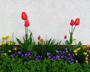 Превью обои тюльпаны, анютины глазки, нарциссы, цветы, клумба, зелень, весна, стена