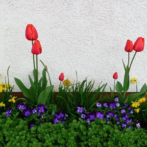 Превью обои тюльпаны, анютины глазки, нарциссы, цветы, клумба, зелень, весна, стена
