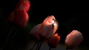 Превью обои тюльпаны, бабочка, свечение, цветы, ночь