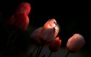 Превью обои тюльпаны, бабочка, свечение, цветы, ночь