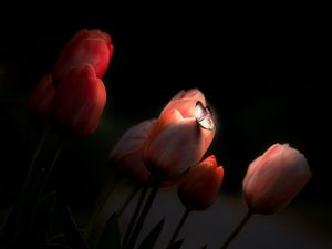 Превью обои тюльпаны, бабочка, свечение, цветы, ночь