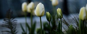 Превью обои тюльпаны, белые, клумба, цветы, бутоны
