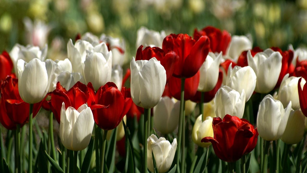 Обои тюльпаны, белые, красные, цветы, клумба, весна