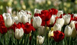 Превью обои тюльпаны, белые, красные, цветы, клумба, весна