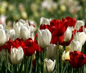 Превью обои тюльпаны, белые, красные, цветы, клумба, весна