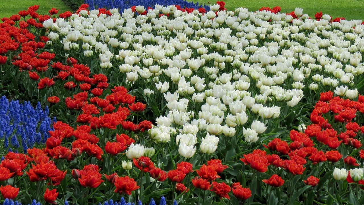 Обои тюльпаны, белый, красный, мускари, клумба, узор