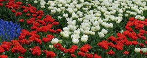 Превью обои тюльпаны, белый, красный, мускари, клумба, узор