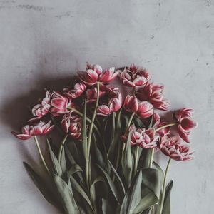 Превью обои тюльпаны, букет, цветы, бутоны, стебли