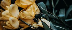 Превью обои тюльпаны, букет, желтый, цветы
