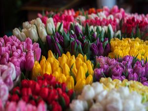Превью обои тюльпаны, букеты, разноцветный