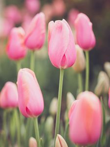 Превью обои тюльпаны, бутоны, лепестки, цветы, розовый