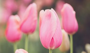 Превью обои тюльпаны, бутоны, лепестки, цветы, розовый