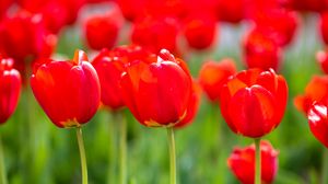 Превью обои тюльпаны, бутоны, лепестки, цветы, красный