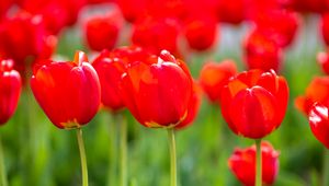 Превью обои тюльпаны, бутоны, лепестки, цветы, красный