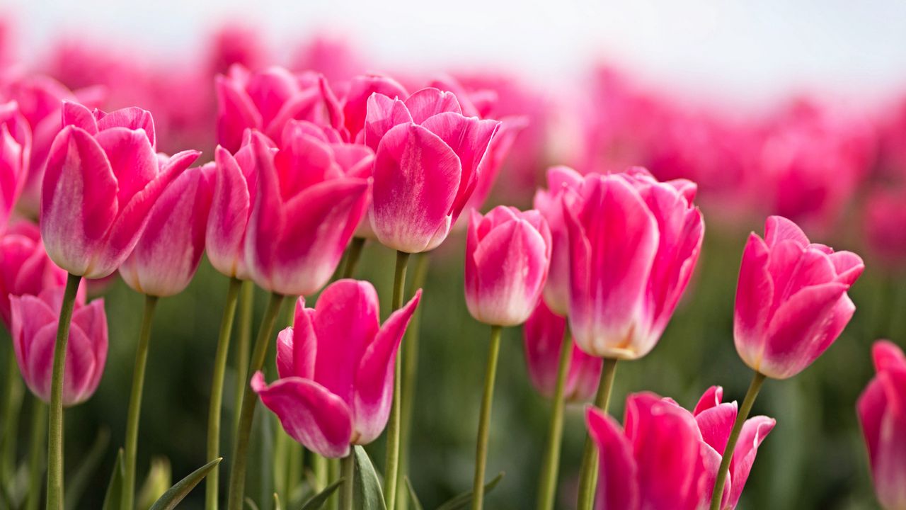 Обои тюльпаны, бутоны, листья, весна, цветы, розовый