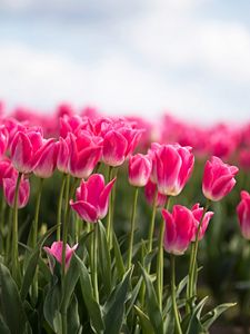Превью обои тюльпаны, бутоны, листья, весна, цветы, розовый