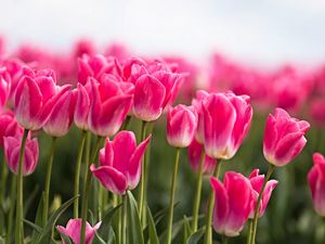Превью обои тюльпаны, бутоны, листья, весна, цветы, розовый