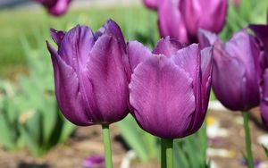 Превью обои тюльпаны, бутоны, цветы, фиолетовый, лепестки