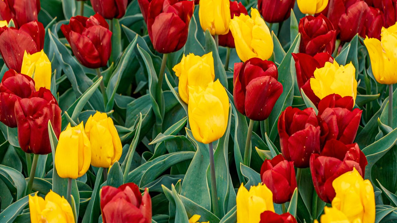 Обои тюльпаны, бутоны, цветы, весна, красный, желтый