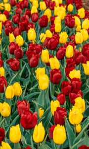 Превью обои тюльпаны, бутоны, цветы, весна, красный, желтый