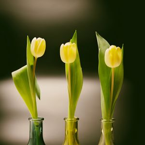 Превью обои тюльпаны, бутылки, ваза, весна