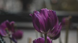 Превью обои тюльпаны, фиолетовый, цветы, растения, цветение