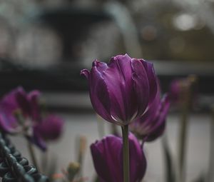 Превью обои тюльпаны, фиолетовый, цветы, растения, цветение