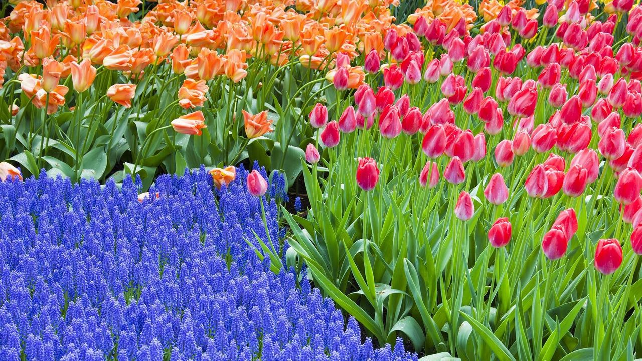 Обои тюльпаны, гиацинты, цветы, клумба, зелень, весна