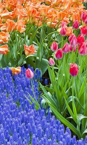 Превью обои тюльпаны, гиацинты, цветы, клумба, зелень, весна