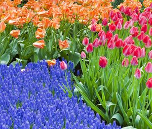 Превью обои тюльпаны, гиацинты, цветы, клумба, зелень, весна