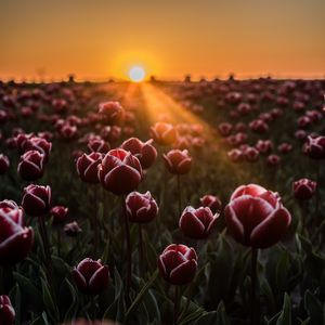 Превью обои тюльпаны, горизонт, солнечный свет, поле