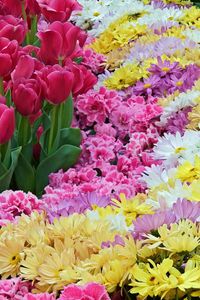 Превью обои тюльпаны, хризантемы, гвоздики, цветы, ковер