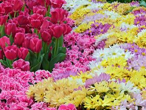 Превью обои тюльпаны, хризантемы, гвоздики, цветы, ковер
