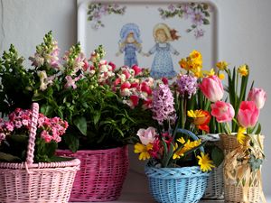 Превью обои тюльпаны, каланхоэ, нарциссы, гиацинт, фрезия, цветы, корзины, разнообразие