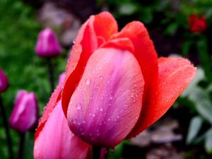 Превью обои тюльпаны, капли, лепестки, цветок