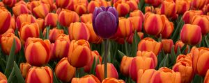 Превью обои тюльпаны, клумба, контраст, цветы, оранжевый, фиолетовый