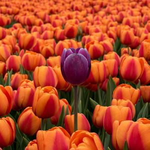 Превью обои тюльпаны, клумба, контраст, цветы, оранжевый, фиолетовый