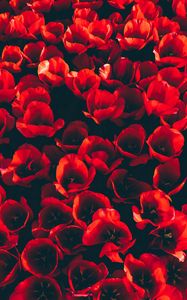 Превью обои тюльпаны, клумба, красный, цветение, лепестки