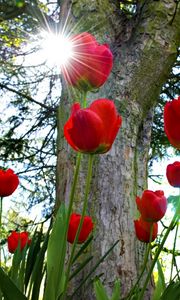 Превью обои тюльпаны, клумба, солнце, парк, деревья