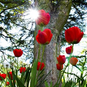 Превью обои тюльпаны, клумба, солнце, парк, деревья