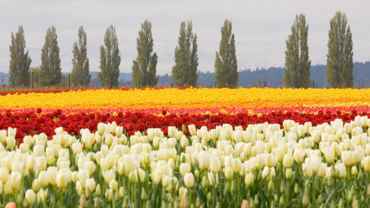 Обои тюльпаны, клумба, цветы, поле, деревья