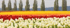 Превью обои тюльпаны, клумба, цветы, поле, деревья