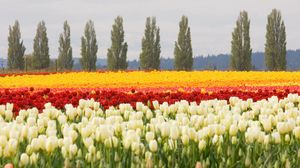 Превью обои тюльпаны, клумба, цветы, поле, деревья