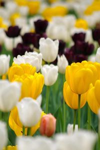 Превью обои тюльпаны, клумба, весна, много, разноцветные