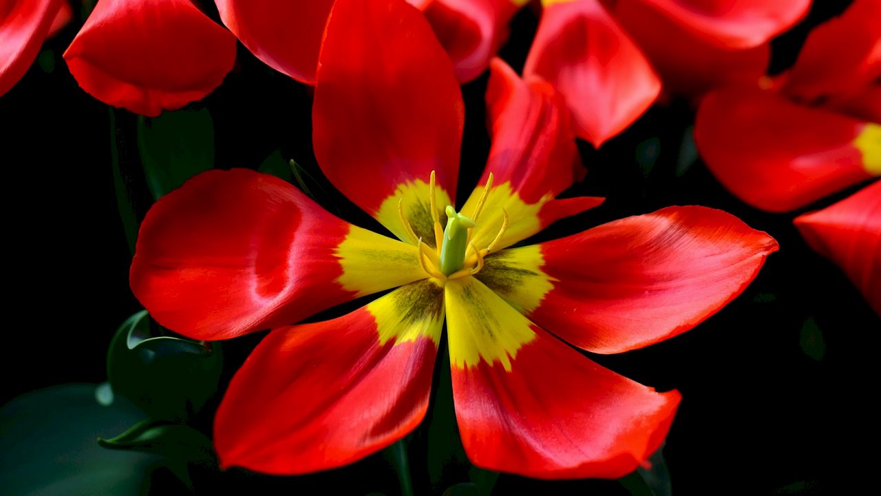 Обои тюльпаны, красный, цветок, лепестки