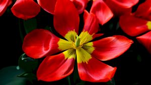 Превью обои тюльпаны, красный, цветок, лепестки