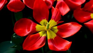 Превью обои тюльпаны, красный, цветок, лепестки