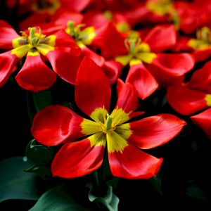 Превью обои тюльпаны, красный, цветок, лепестки