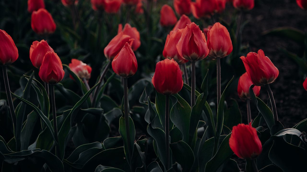 Обои тюльпаны, красный, цветущий, клумба